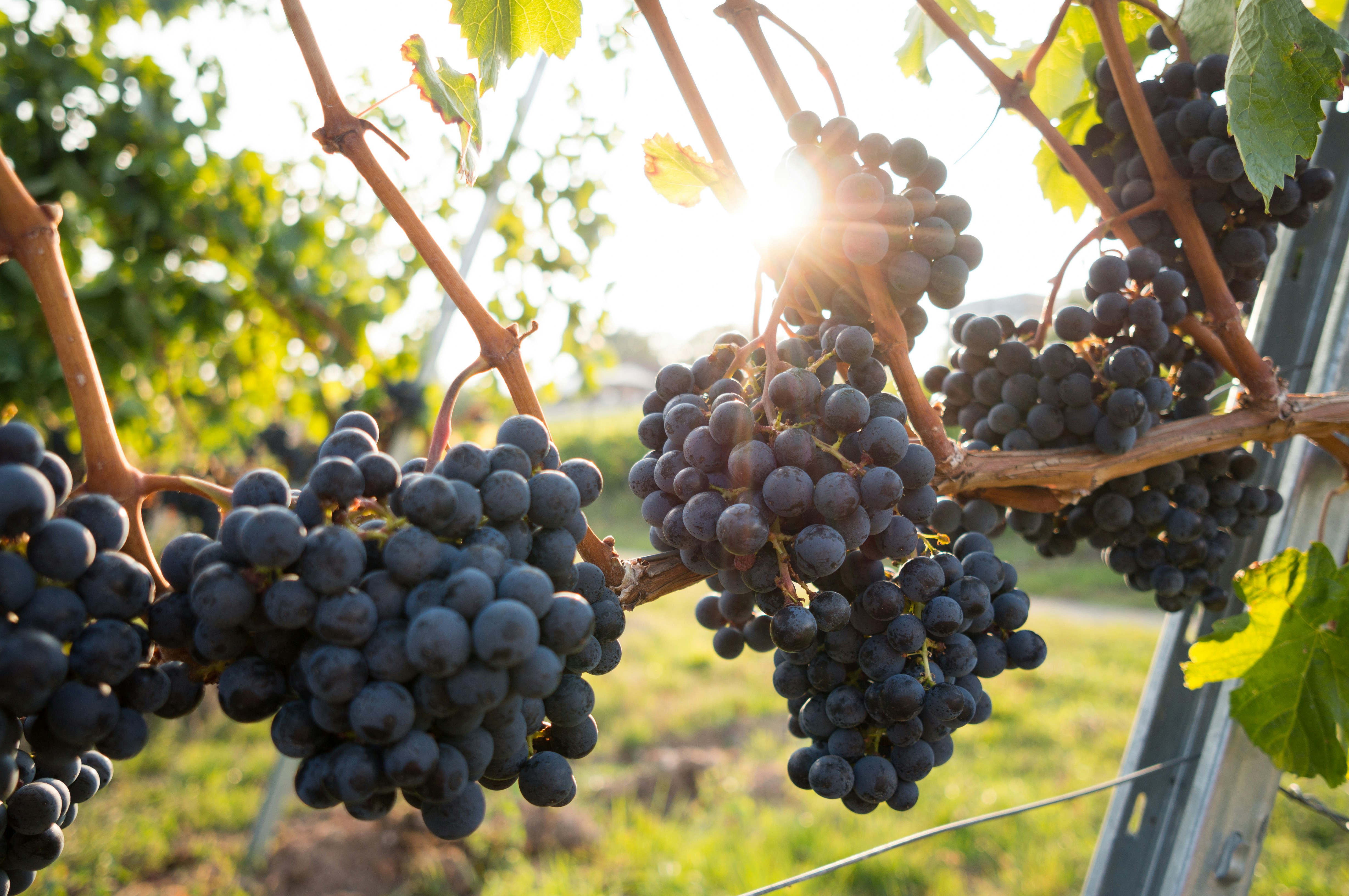 vine-david-kohler-unsplash.com