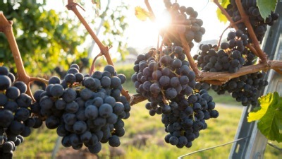 Living in the Vine 6: Cutting And Pruning